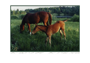 fotokonst av hstar, Pferde, horse