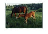 fotokonst av hstar, Pherde, horsebreeding digitaltryck, digitaldruck, digitalprinting, digitalimprim